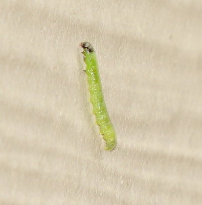 Moth Caterpillar Species