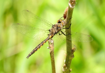 Baskettail Species