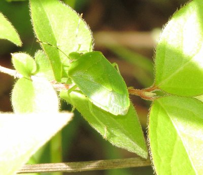 Green Stink Bug