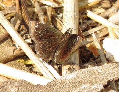 Common Sootywing