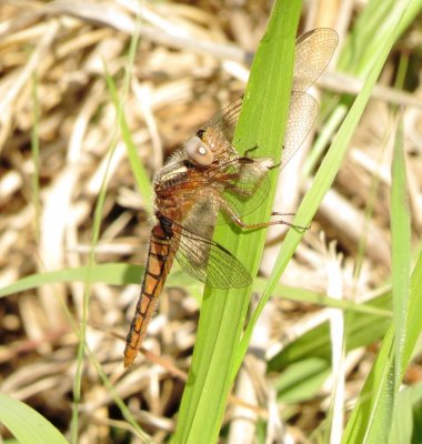 Blue Corporal