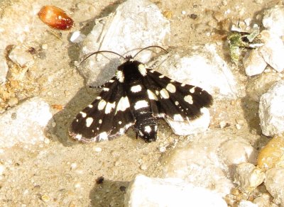 Mournful Thyris Moth