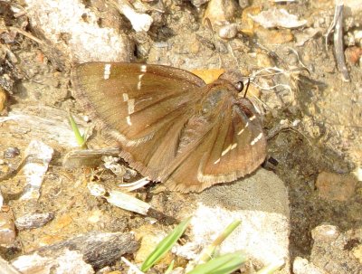 Southern Cloudywing