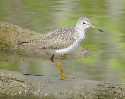 Solitary Sandpiper