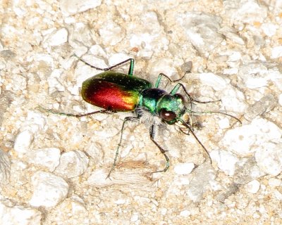 Festive Tiger Beetle