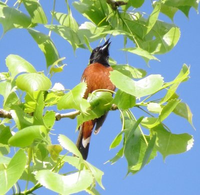 Orchard Oriole
