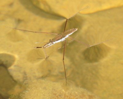 North American Common Water Strider