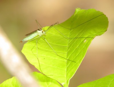 Tiger Crane Fly Species