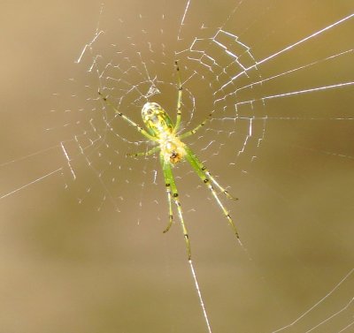 Orchard Orbweaver