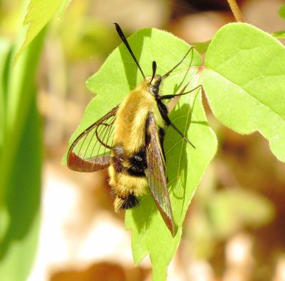 Snowberry Clearwing
