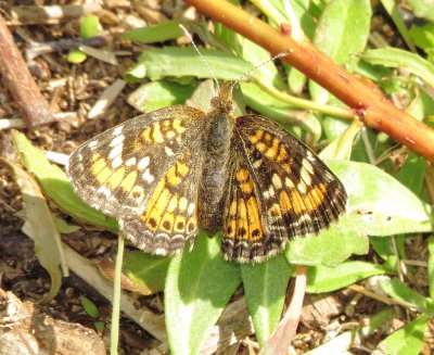 Phaon Crescent