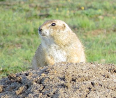 Black-Tailed Prairie Dog