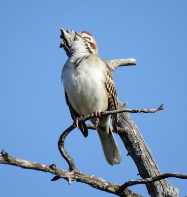 Lark Sparrow