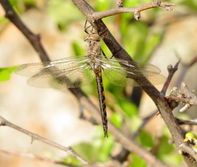 Baskettail Species