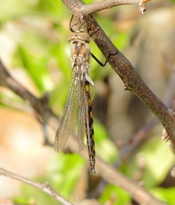 Baskettail Species