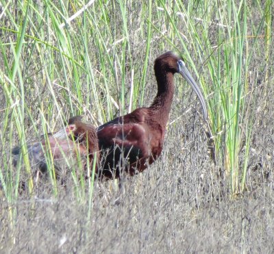 Glossy Ibis