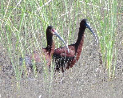 Glossy Ibis