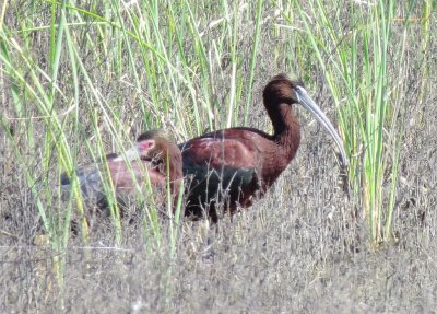 Glossy Ibis