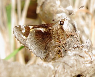 Yucca Giant-Skipper