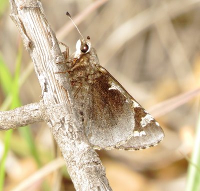 Yucca Giant-Skipper