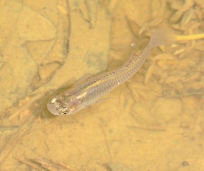 Western Mosquitofish