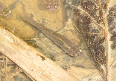 Western Mosquitofish