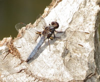 Blue Corporal