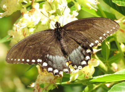 Spicebush Swallowtail