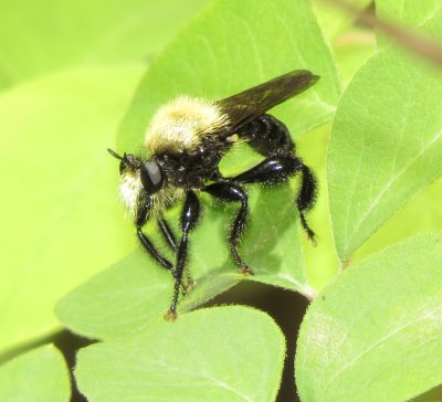 Bee-Like Robber Fly Species