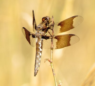 Common Whitetail