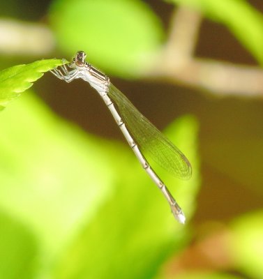 Double-Striped Bluet