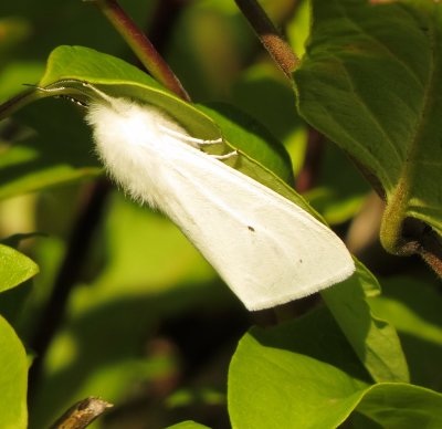 Tiger Moth Species