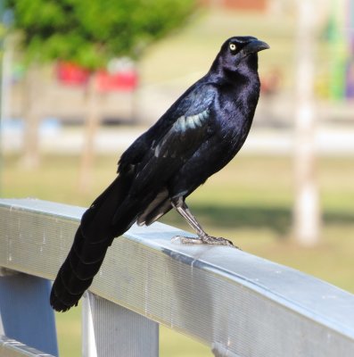 Great-Tailed Grackle