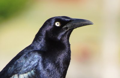 Great-Tailed Grackle