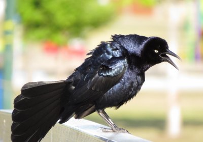 Great-Tailed Grackle