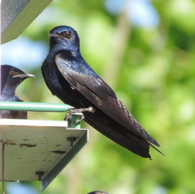 Purple Martin