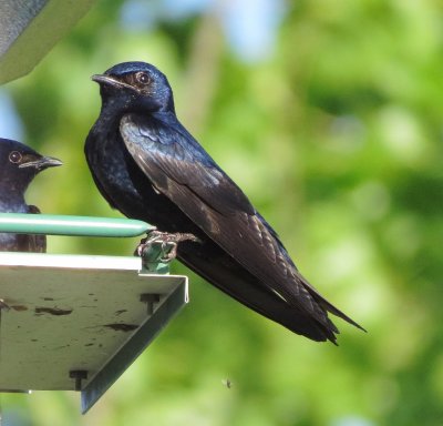 Purple Martin