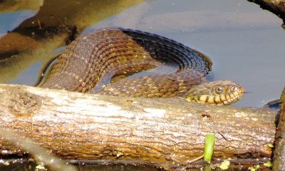 Plain-Bellied Watersnake