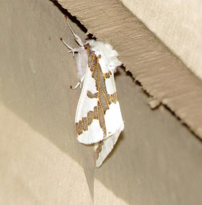 Red-Tailed Specter Moth