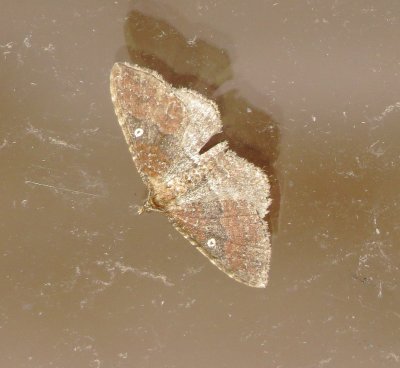 Gem Moth