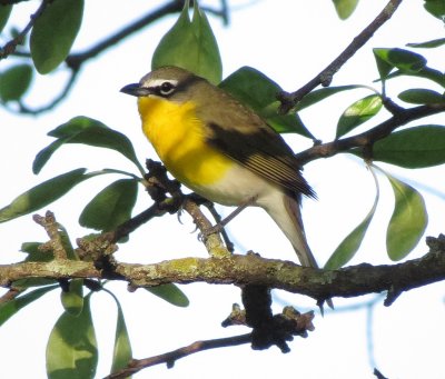 Yellow-Breasted Chat