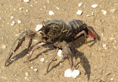 Red Swamp Crayfish