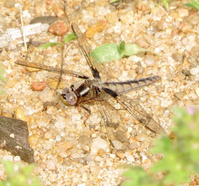 Blue Corporal