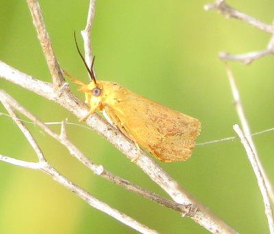 Orange Virbia Moth
