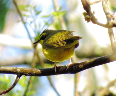 Kentucky Warbler