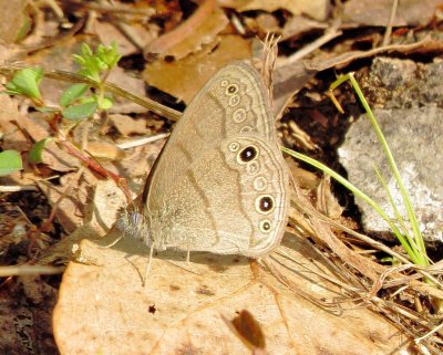 Carolina Satyr