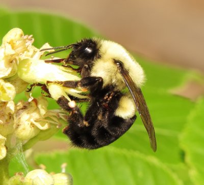Common Eastern Bumblebee