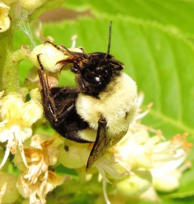 Common Eastern Bumblebee