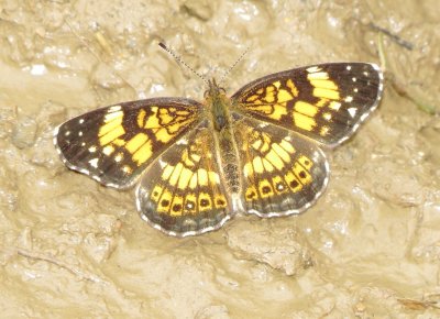 Silvery Checkerspot