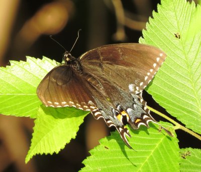 Eastern Tiger Swallowtail